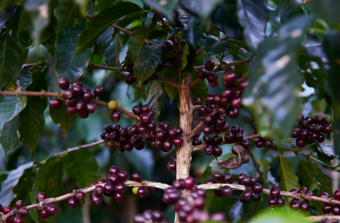 Guatemala Santa Rosa