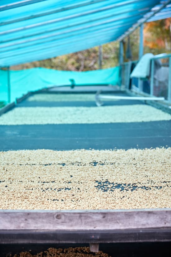 Colombia Narino Organic + Fair Trade Washed