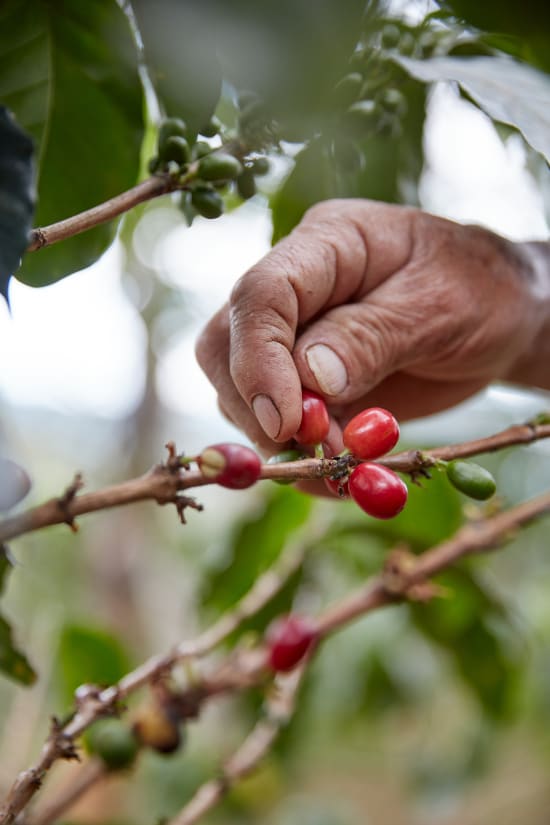 Colombia Narino Organic + Fair Trade Washed